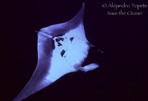 Manta Ray in the deep, Islas Revillagigedo Mexico by Alejandro Topete 